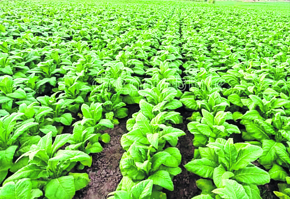 కోటి ఆశలతో వర్జీనియా సాగు 1