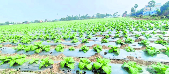 కోటి ఆశలతో వర్జీనియా సాగు 1