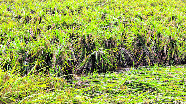 పెరిగిన చలి.. 1