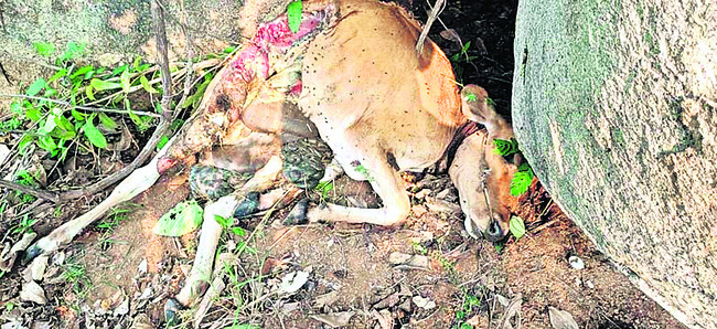 అమ్మా..నాన్నా.. వెళ్తున్నా.. గొడవ పడొద్దు! 
1