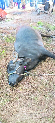 అంతర్జాతీయ మాస్టర్‌ అథ్లెటిక్స్‌కు మధుబాబు 3