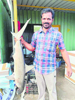 ఔరా.. కొమ్ముసొర1