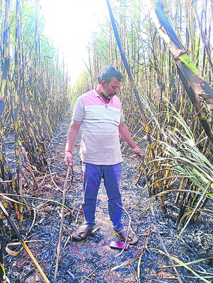 షార్ట్‌ సర్క్యూట్‌తో చెరుకు దగ్ధం2