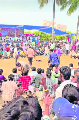 కోఢీ..తగ్గేదేలే!1