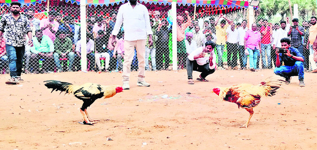 పందేనికి సై!1