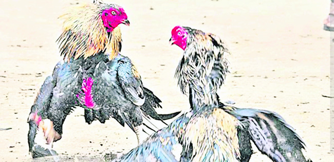 పందేనికి సై!2