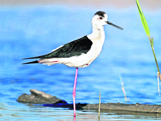 కొత్త.. కిలకిలలు3