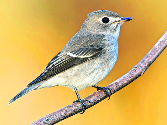 కొత్త.. కిలకిలలు4