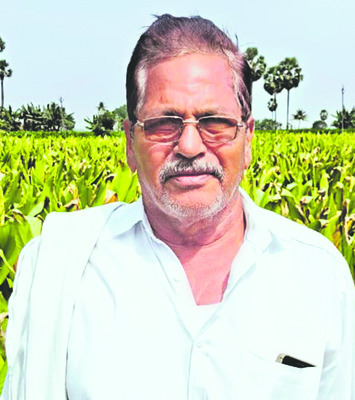 కళ కళలాడుతున్న పసుపు 1