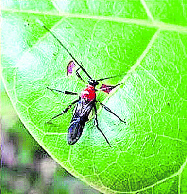 జీడి మామిడి.. జాగ్రత్తలతోనే అధిక దిగుబడి 1