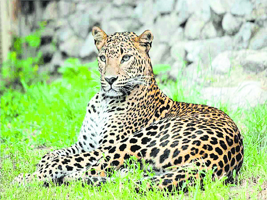 పక్కాగా.. వన్యప్రాణుల లెక్క2