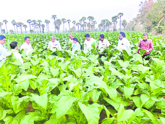 జిల్లాలో కోడిపందేల నిషేధం 1