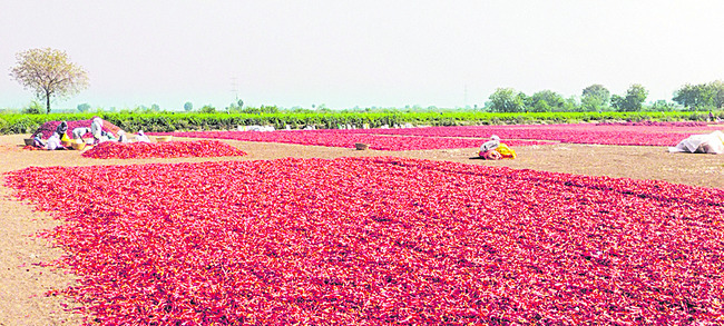 విత్తు నుంచి విక్రయం వరకూ అన్నీ కష్టాలే 1