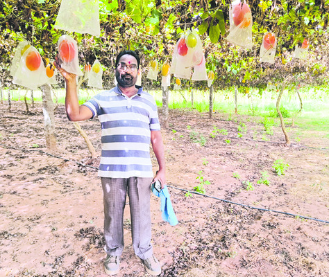 ● గ్యాక్‌ ప్రూట్‌.. కొత్త రూటు
1