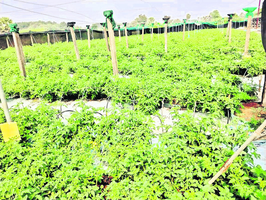  నర్సరీ సాగు.. బహుబాగు1