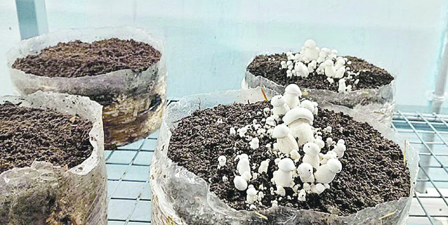 పుట్టగొడుగు.. పోషకాలు మెండు2