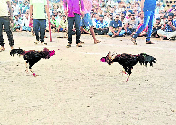 కాయ్‌ రాజా.. కాయ్‌!5