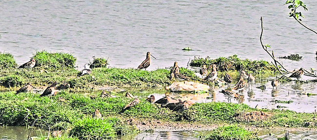 గూడు చెదిరిన వలస పక్షులు 1