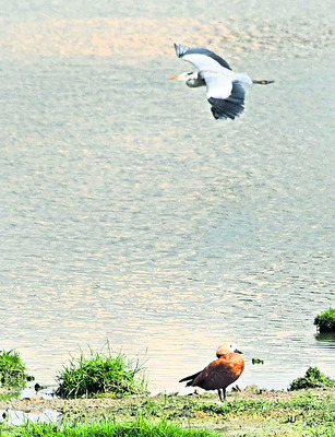 గూడు చెదిరిన వలస పక్షులు 3