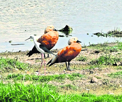 గూడు చెదిరిన వలస పక్షులు 2