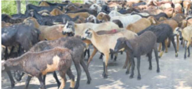 కుమురం భీం3