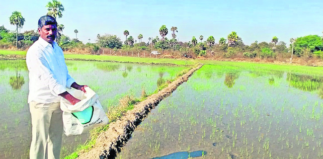 ఆధునిక పద్ధతుల్లో వరి సాగు1