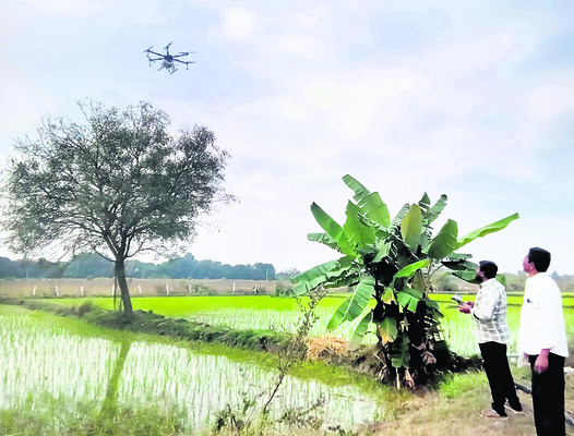 వేపచెట్టుకు డ్రోన్‌తో రసాయనాలు స్ప్రే
1