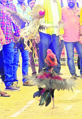 పందెం కొట్టిన కోడి6