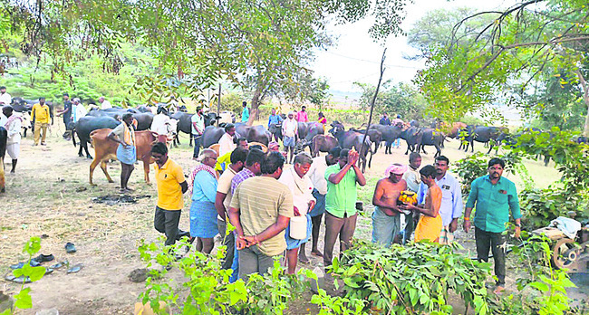 ఘనంగా కాట్రావుల పండుగ1