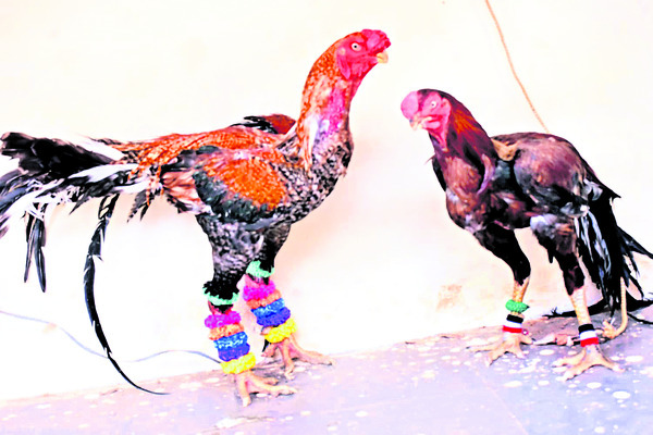 అలరించిన పశువుల అందాల పోటీలు2