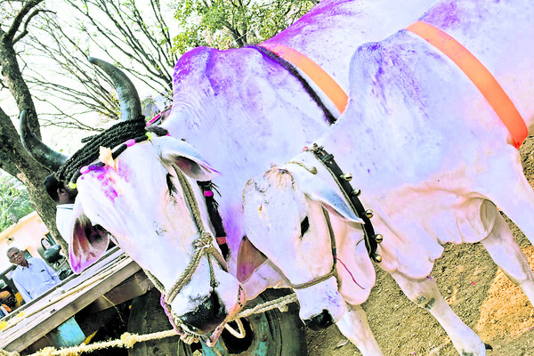 అలరించిన పశువుల అందాల పోటీలు3