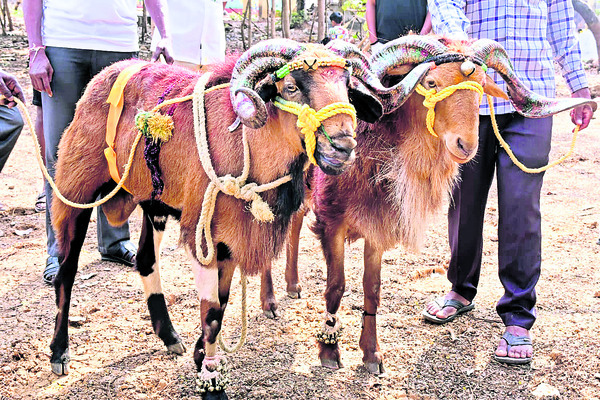 అలరించిన పశువుల అందాల పోటీలు1