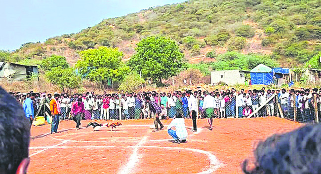 తాడికొండలో ‘బరి’ తెగించారు..! 1