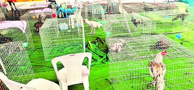 బరి.. భలేరంజుగా.. 2