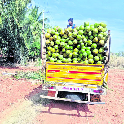 కొబ్బరి సాగుపై రైతుల ఆసక్తి 1