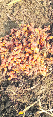 ఈ పంటకు..రైతు నిర్ణయించిందే ధర 1