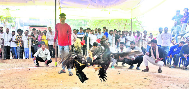 పందేలు మామూళ్లుగా లేవు 1