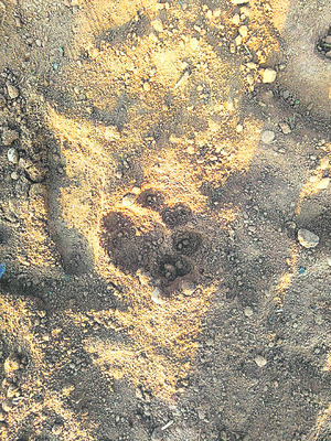 తీగుల్‌లో పులి సంచారం1