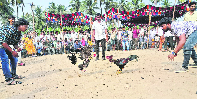 తూర్పున కోడి కేక!2