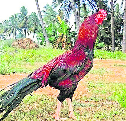 నాటుకోడా మజాకా! 1