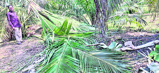 పండగ పూట.. రైతు కంట కన్నీరు..! 1