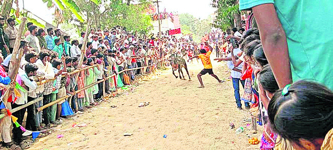 కాలుదువ్విన కోడె గిత్తలు2
