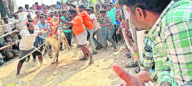 కాలుదువ్విన కోడె గిత్తలు1