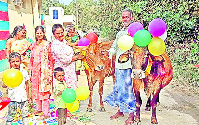 కాలుదువ్విన కోడె గిత్తలు4