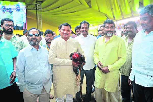 రెక్కలు విప్పిన పందెం కోళ్లు2