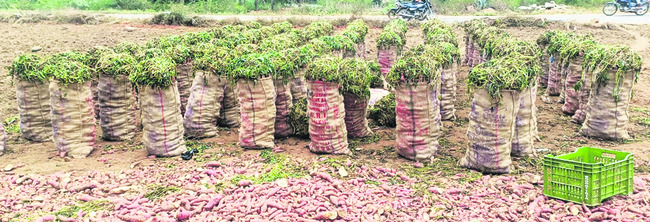 గెనుసుగడ్డల సాగు .. మిగిలింది బెంగే2