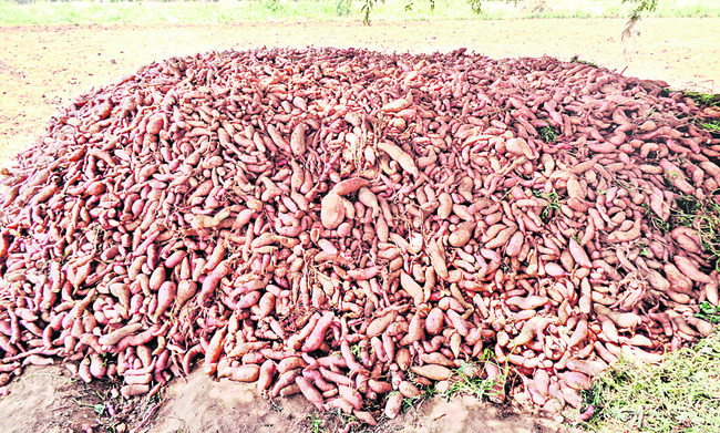 గెనుసుగడ్డల సాగు .. మిగిలింది బెంగే3