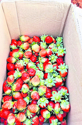 స్ట్రాబెర్రీల మాధుర్యం1