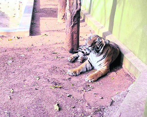 వేణుగోపాల రథోత్సవం 1