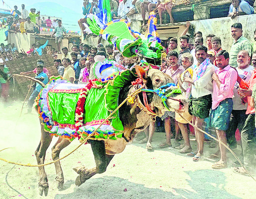కోడెగిత్తల జోరు.. యువత హుషారు2